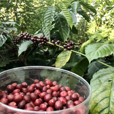 Congensis Coffee Picking