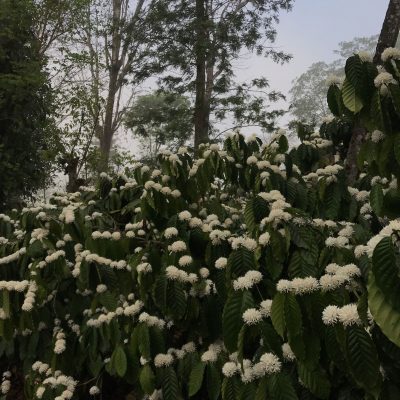 Coffee Flowering
