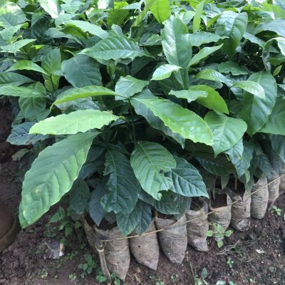 Coffee Saplings