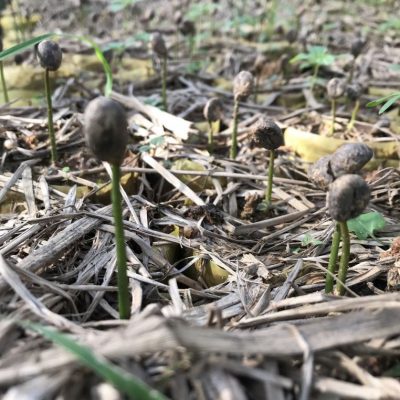 Coffee Bean Sprouting