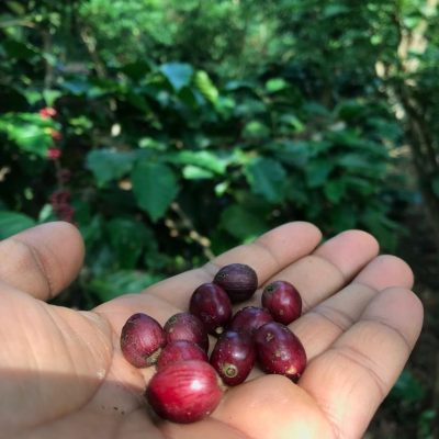 Ripe Coffee Beans